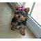 Regalo macho y hembra cachorros yorkshire terrier mini.a