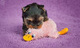 Regalo macho y hembra cachorros yorkshire terrier mini.cc