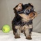 Regalo macho y hembra cachorros yorkshire terrier mini.d