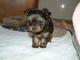 Regalo macho y hembra cachorros yorkshire terrier mini.ee