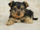 Regalo macho y hembra cachorros yorkshire terrier mini.f