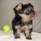 Regalo Macho y Hembra Cachorros Yorkshire Terrier Mini.hh - Foto 1