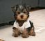 Regalo macho y hembra cachorros yorkshire terrier mini.i