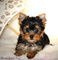 Regalo macho y hembra cachorros yorkshire terrier mini.j