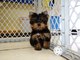 Regalo macho y hembra cachorros yorkshire terrier mini.l