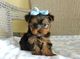 Regalo macho y hembra cachorros yorkshire terrier mini.p