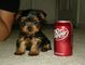 Regalo macho y hembra cachorros yorkshire terrier mini.qw