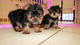 Regalo Macho y Hembra Cachorros Yorkshire Terrier Mini.y - Foto 1