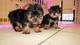 Regalo macho y hembra cachorros yorkshire terrier mini.y