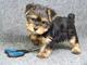 Regalo macho y hembra cachorros yorkshire terrier mini.z