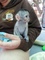 Regalo monos capuchinos fantásticos para la adopción - Foto 1
