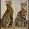 Regalo preciosos gatitos de sabana para su adopción