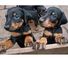 Super Protector Doberman Pinscher Cachorros para la venta 001., - Foto 1