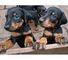 Super protector doberman pinscher cachorros para la venta 001.,