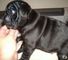 Top hermosos cachorros carlino negro calidad para la venta 001, - Foto 1