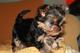 Toy yorkshire terrier cachorros gratis