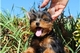 Yorkies adorable para la adopción - Foto 1