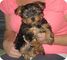 Yorkies para adopción libre - Foto 1