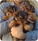 Yorkies para adopción libre - Foto 1