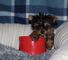 Yorkshire Terrier hermoso KC Yorkie de líneas 001,.,.,., - Foto 1