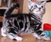 2 gatos británicos británicos lindos de shorthair