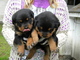 3 meses akc hombre rottweiler