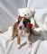 Adorable Kc Boxer Puppies - Foto 1