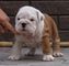 Adorables cachorros de bulldog ingles para la venta