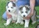 Akc registrados husky siberiano cachorros