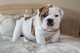 Alapaha Sangre Azul Bulldog Perros - Foto 1