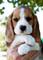 Beagle. cachorros pura raza