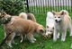 Bonitos adorable exelente preciosos de akita innu - Foto 1