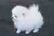 Cachorro blanco de Pomerania sin valor para la adopción - Foto 1