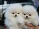 Cachorro blanco de Pomerania sin valor para la adopción - Foto 1