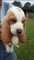 Cachorro de bassett hound