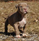 Cachorros american bully 3 machos - Foto 1