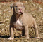 Cachorros american stanford de 2 a 6 meses