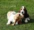 Cachorros basset hound