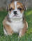 #cachorros bulldog inglés disponibles