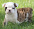 #! cachorros bulldog inglés disponibles #