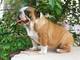 Cachorros bulldog ingleses hogareños - Foto 1