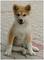 Cachorros de akita americano excelente morfología - Foto 1