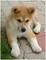 Cachorros de akita americano excelente morfología - Foto 2