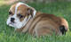 Cachorros de bulldog inglés
