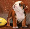 #cachorros de bulldog inglés #