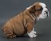 Cachorros de bulldog inglés en venta - Foto 1