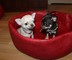 Cachorros de chihuahuas de pura raza - Foto 1