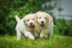 Cachorros dorados adorables y retardados entrenados - Foto 1
