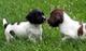 Cachorros ingleses de Springer Spaniel - Foto 1