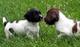 Cachorros ingleses de springer spaniel